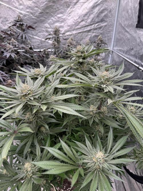 Cherry Poppers 🔞. Week 14