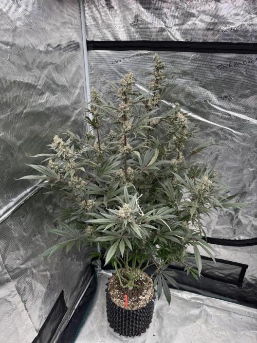 Cherry Poppers 🔞. Week 14