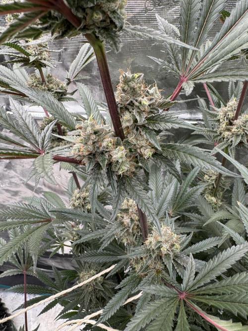 Cherry Poppers 🔞. Week 14