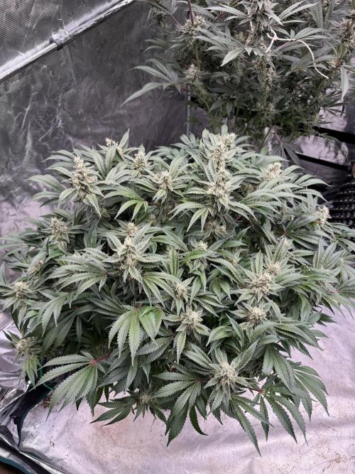 Strain of the Year 23. Week 14