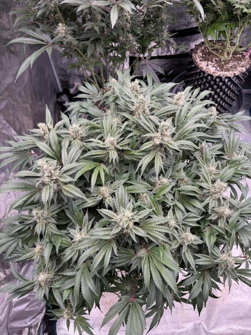 Strain of the Year 23. Week 14