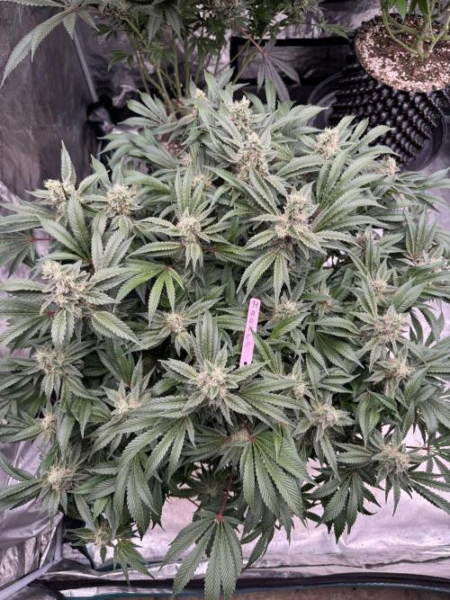 Strain of the Year 23. Week 14