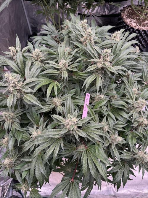 Strain of the Year 23. Week 14