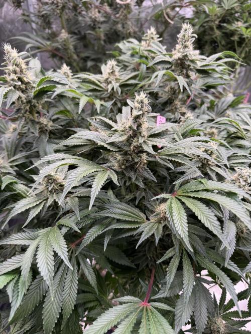 Strain of the Year 23. Week 14