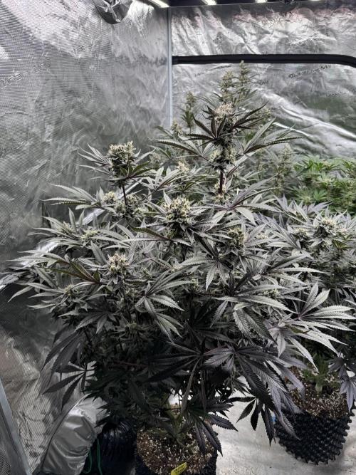 Fav dessert 🍎. Week 14