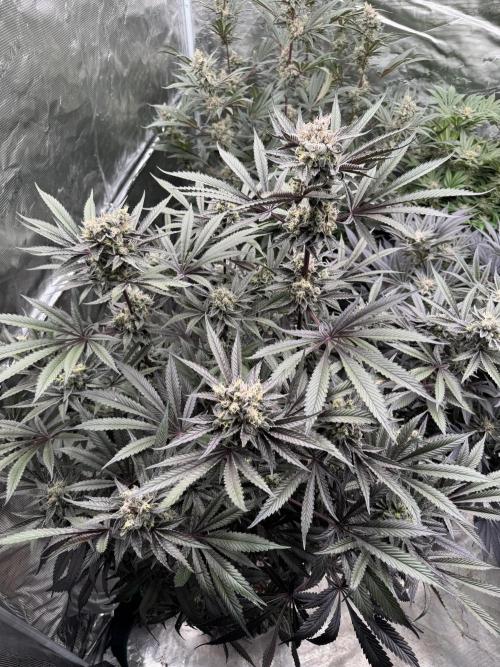 Fav dessert 🍎. Week 14