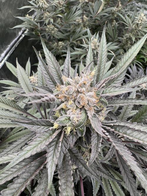 Fav dessert 🍎. Week 14