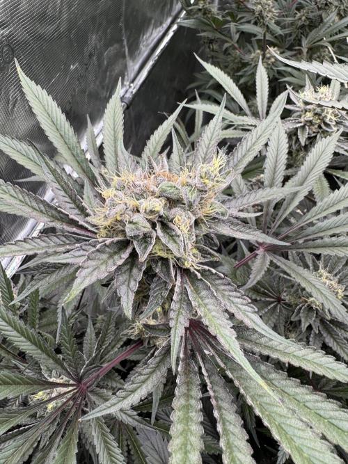 Fav dessert 🍎. Week 14