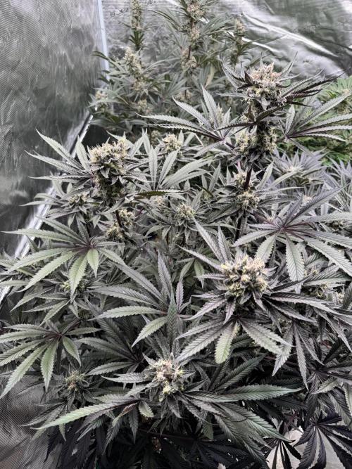 Fav dessert 🍎. Week 14