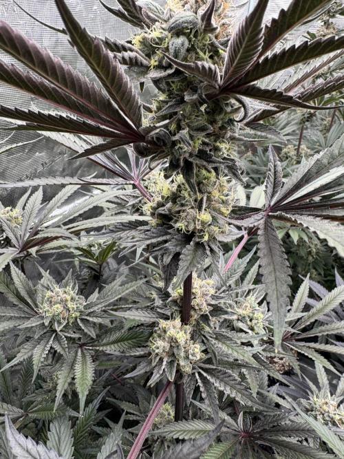 Fav dessert 🍎. Week 14