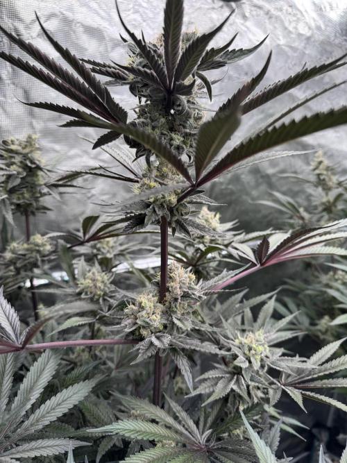 Fav dessert 🍎. Week 14