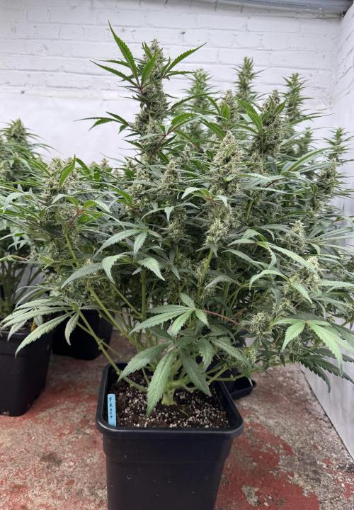 Getting ☃️ with the boys. Week 9