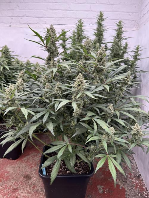 Getting ☃️ with the boys. Week 9