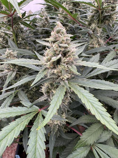 Getting ☃️ with the boys. Week 9