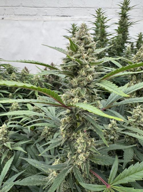 Getting ☃️ with the boys. Week 9