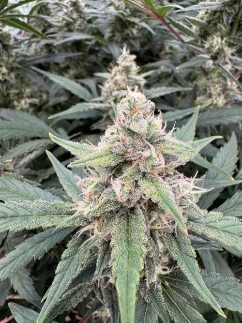 Getting ☃️ with the boys. Week 9