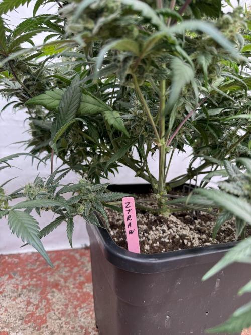 Berry ZenzZzation. Week 9