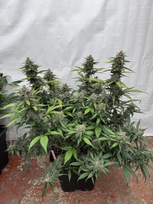 Berry ZenzZzation. Week 9