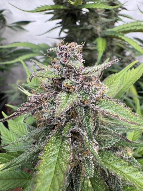 Berry ZenzZzation. Week 9