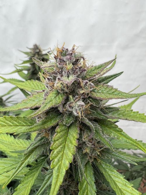 Berry ZenzZzation. Week 9