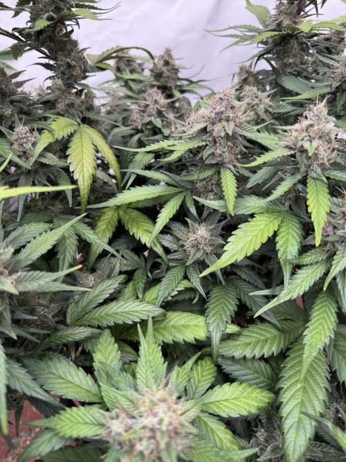 Berry ZenzZzation. Week 9