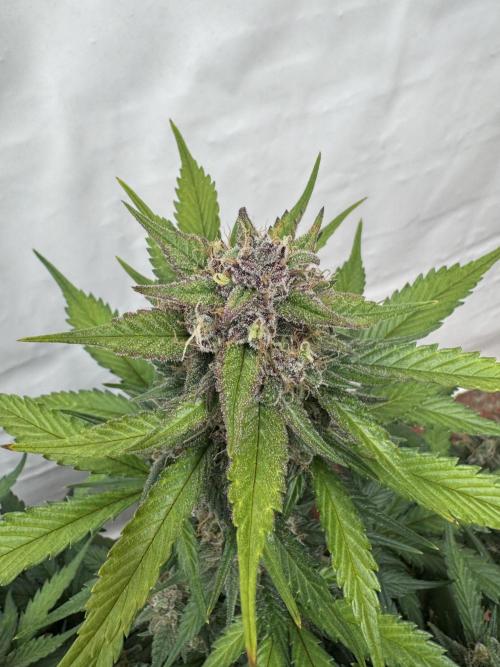 Berry ZenzZzation. Week 9