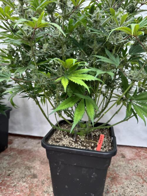 Strawberry Jungle. Week 9