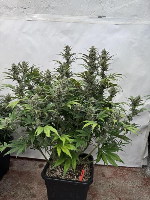 Strawberry Jungle. Week 9