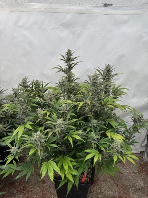 Strawberry Jungle. Week 9