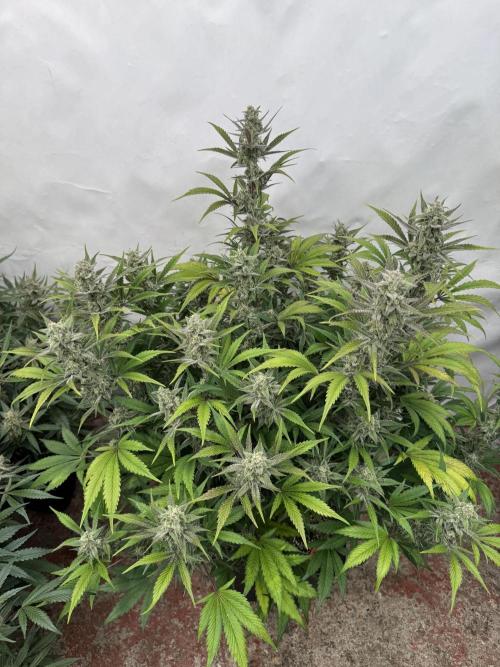 Strawberry Jungle. Week 9