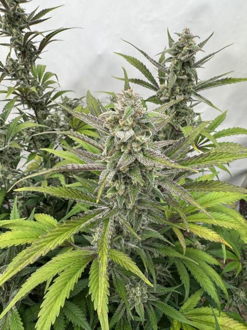 Strawberry Jungle. Week 9