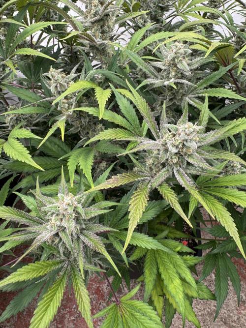 Strawberry Jungle. Week 9