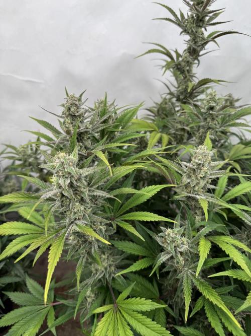 Strawberry Jungle. Week 9