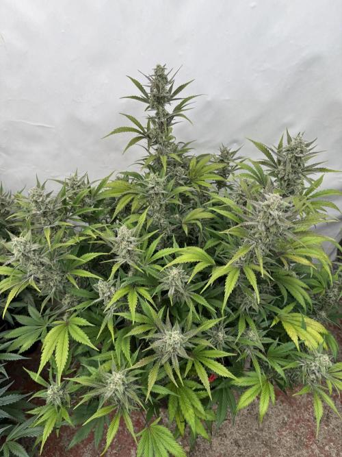 Strawberry Jungle. Week 9