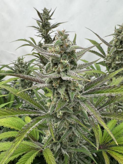 Strawberry Jungle. Week 9