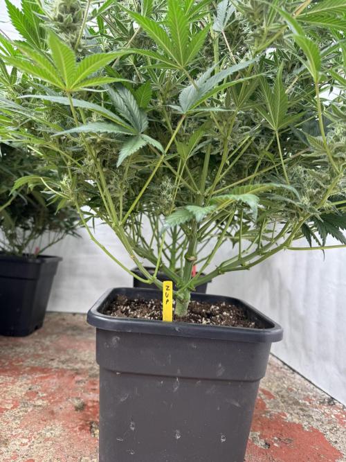 7 up 🍋‍. Week 9