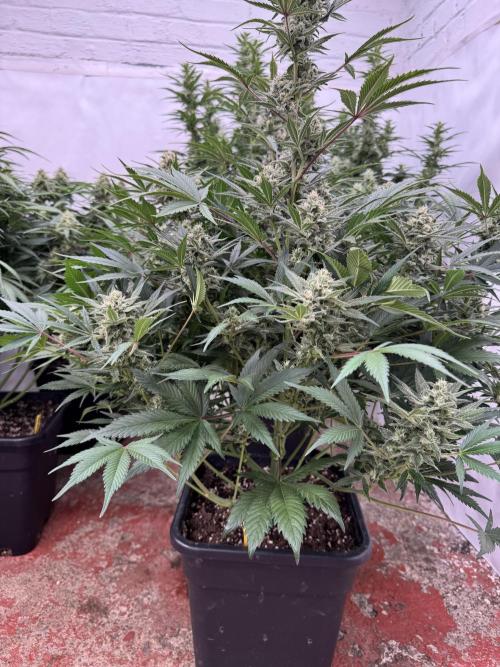 7 up 🍋‍. Week 9