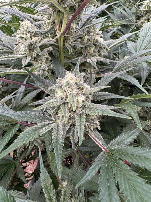 7 up 🍋‍. Week 9