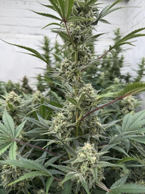 7 up 🍋‍. Week 9