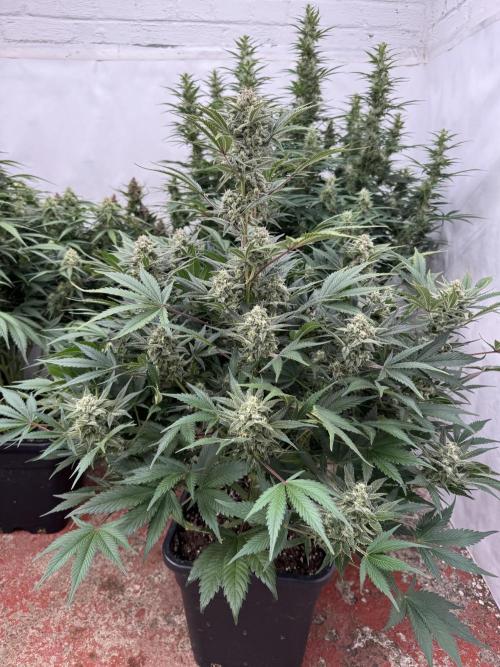 7 up 🍋‍. Week 9