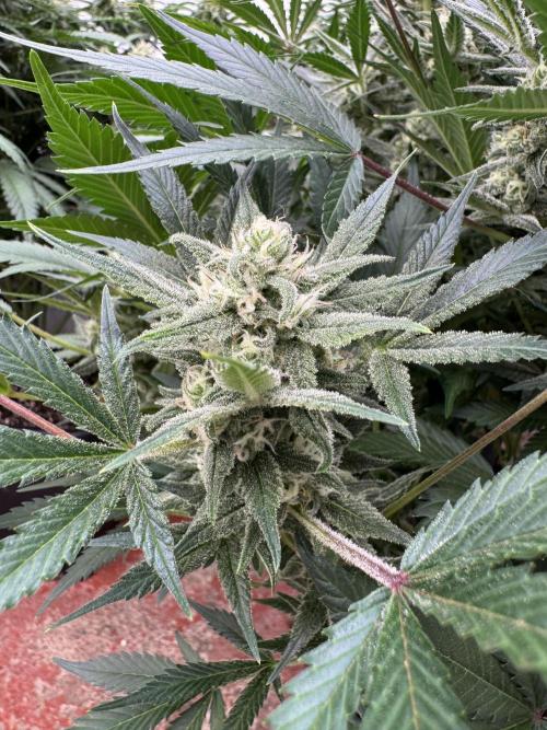 7 up 🍋‍. Week 9