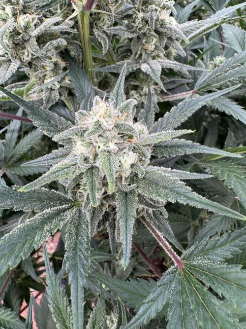 7 up 🍋‍. Week 9