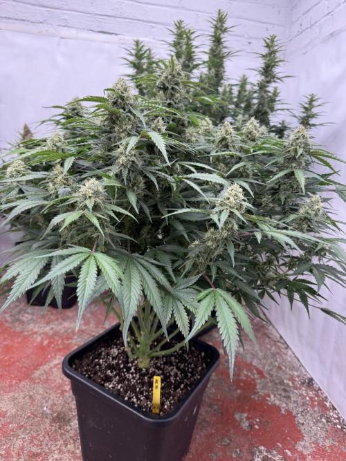 Taste the rainbow 👻. Week 9