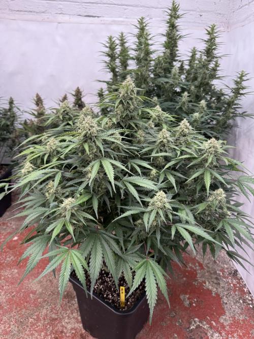 Taste the rainbow 👻. Week 9