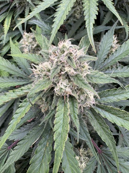 Taste the rainbow 👻. Week 9