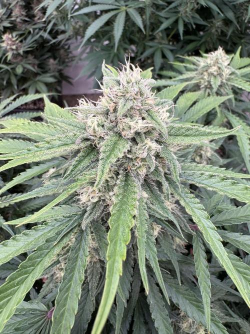 Taste the rainbow 👻. Week 9