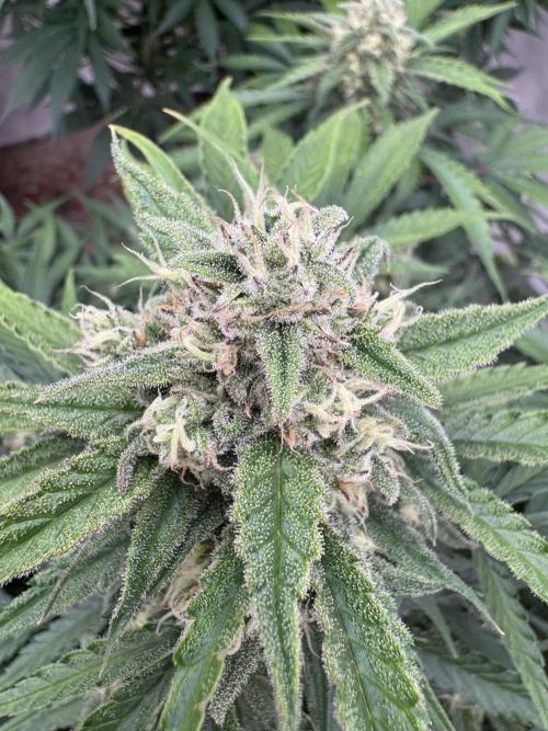 Taste the rainbow 👻. Week 9