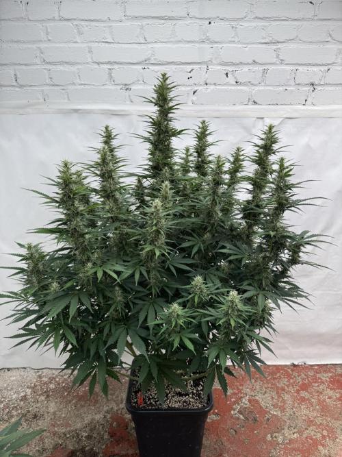 In a Galaxy far…🛸. Week 9