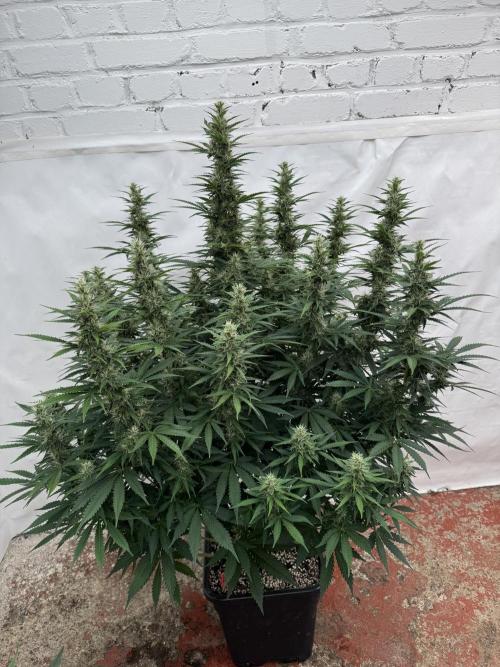 In a Galaxy far…🛸. Week 9