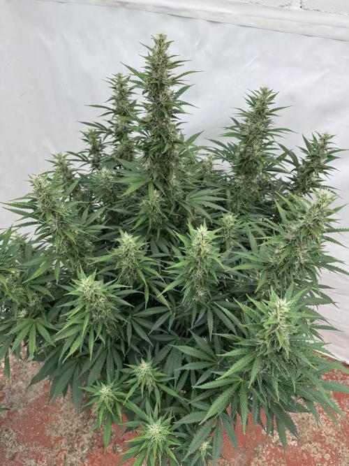 In a Galaxy far…🛸. Week 9